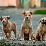 Understanding the Different Dog Breeds
