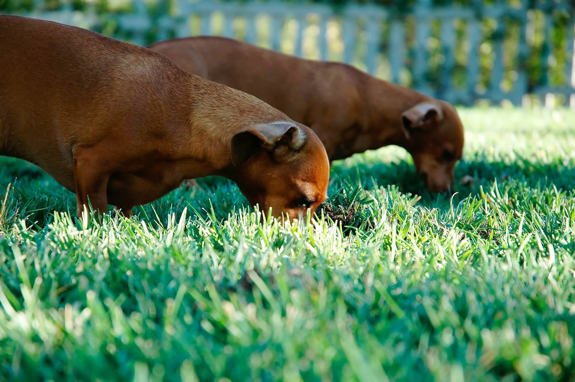 Dog in Grass