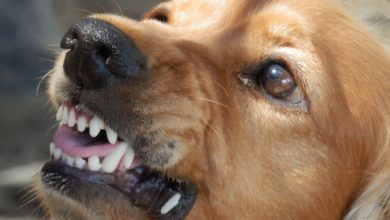 Dog showing Teeth