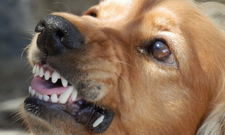 Dog showing Teeth