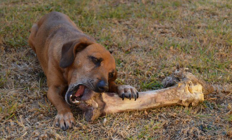 Dog with Big Bone