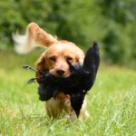 How to Stop Your Dog from Hunting Small Animals