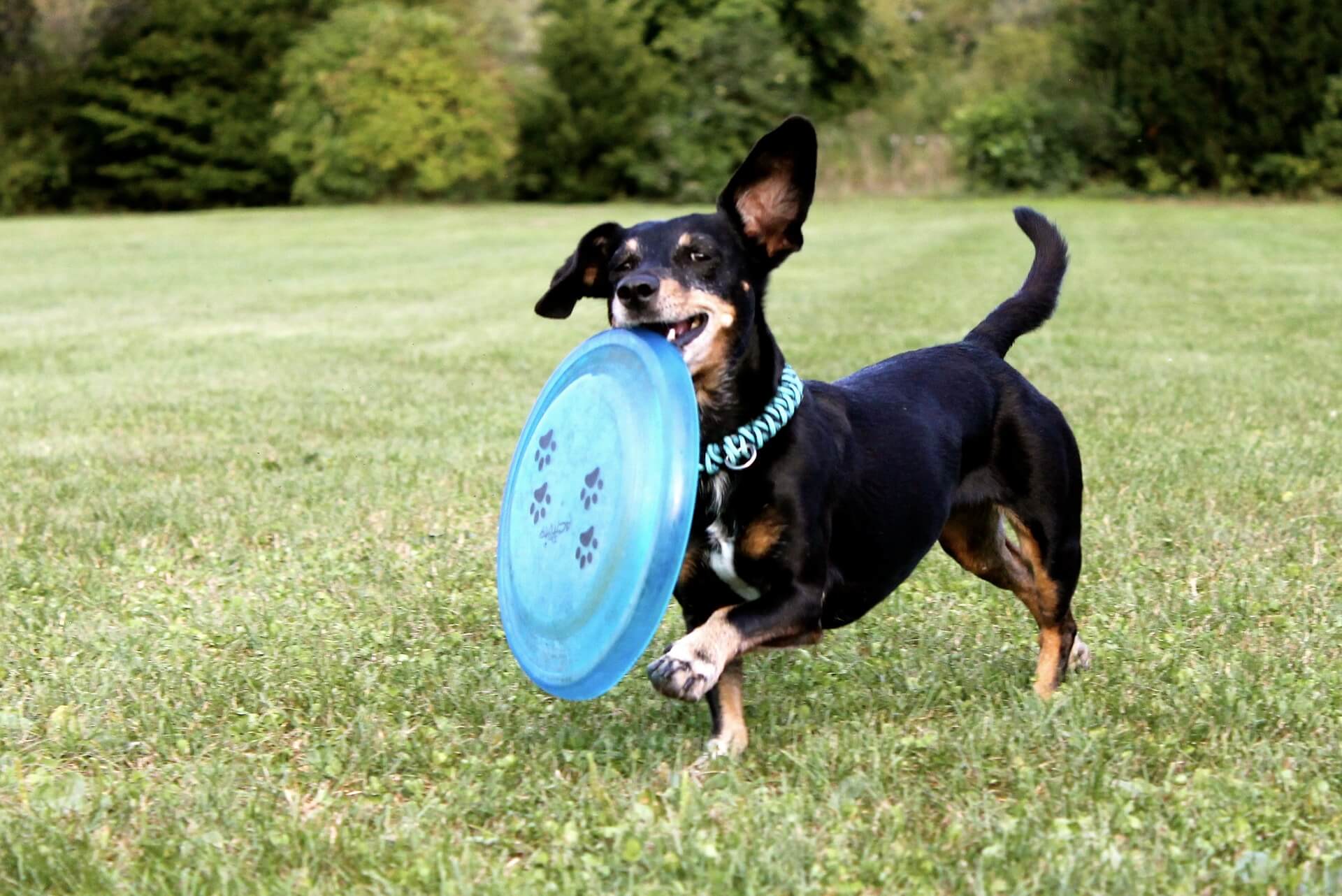 Dog with Frisbee