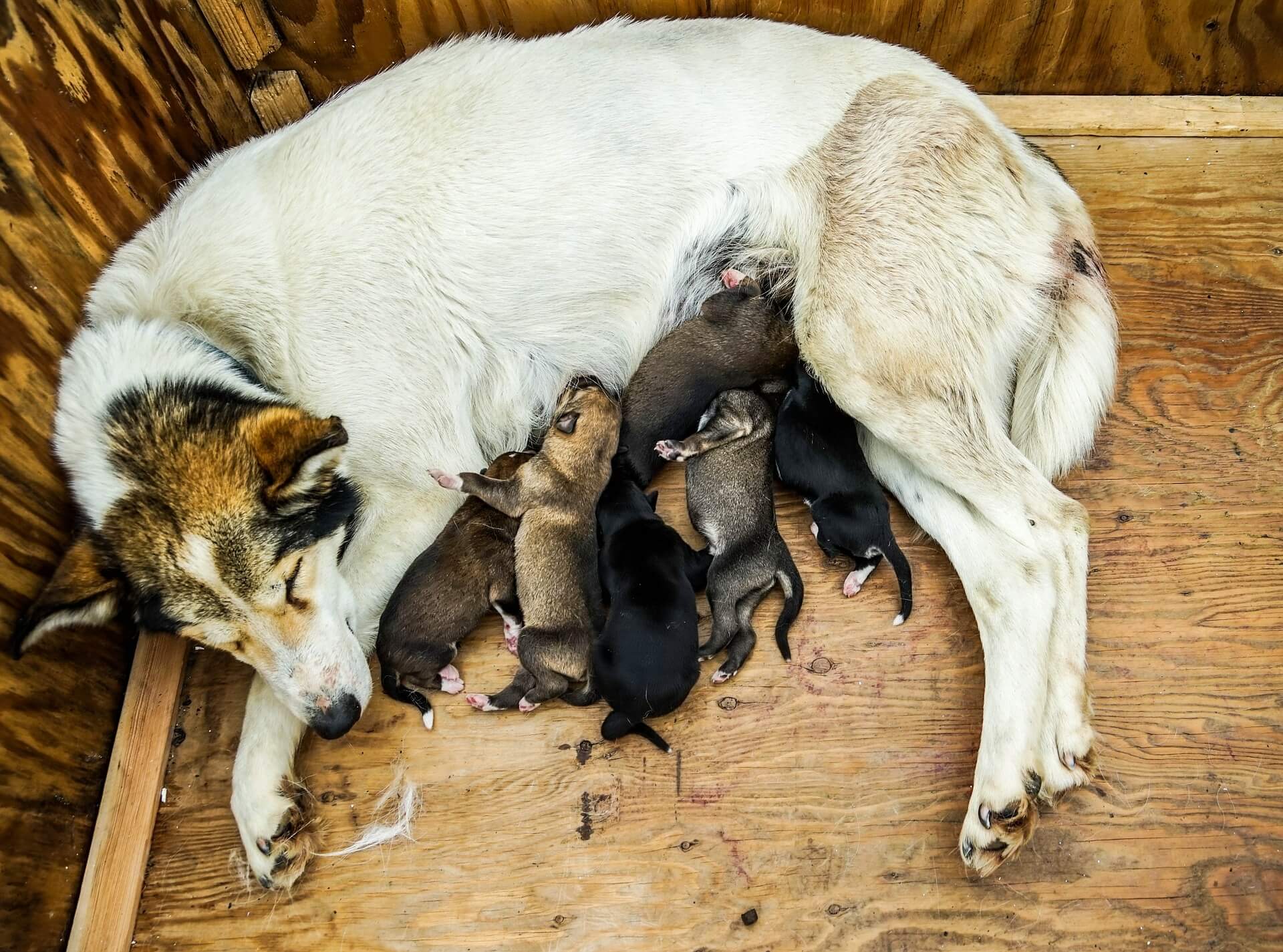 Mom Dog with puppies