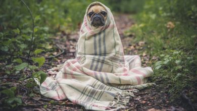 Pug in a Blanket