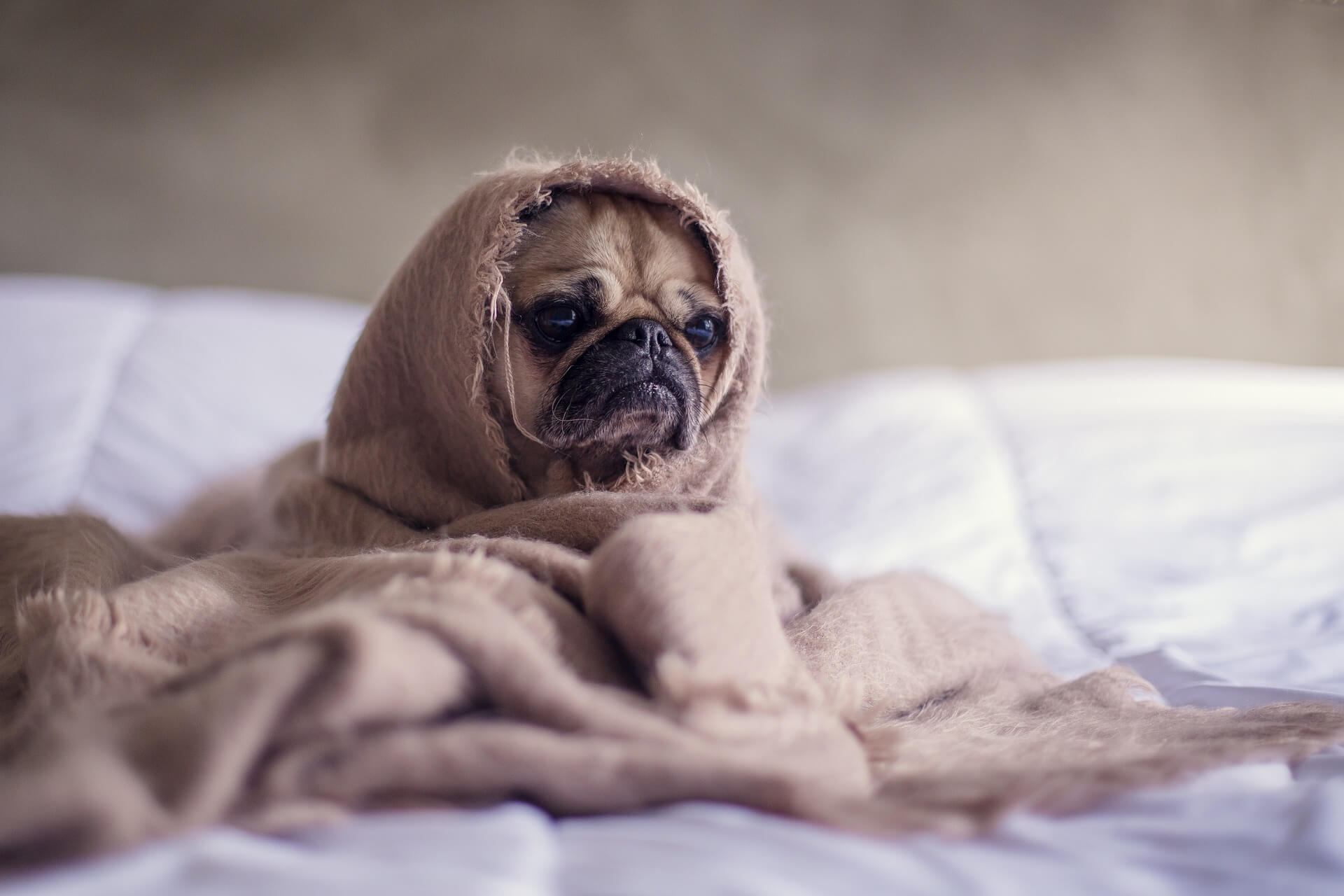 Pug in a Blanket2